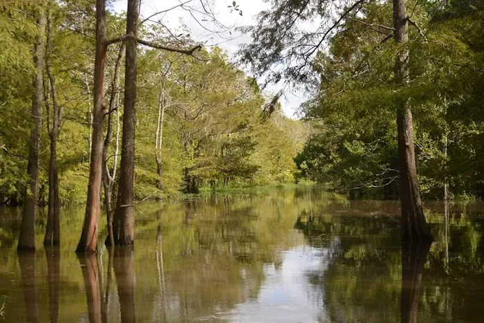 Cypress Lake RV Park 6