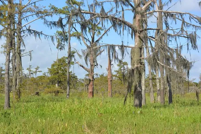 Cypress Lake RV Park 7