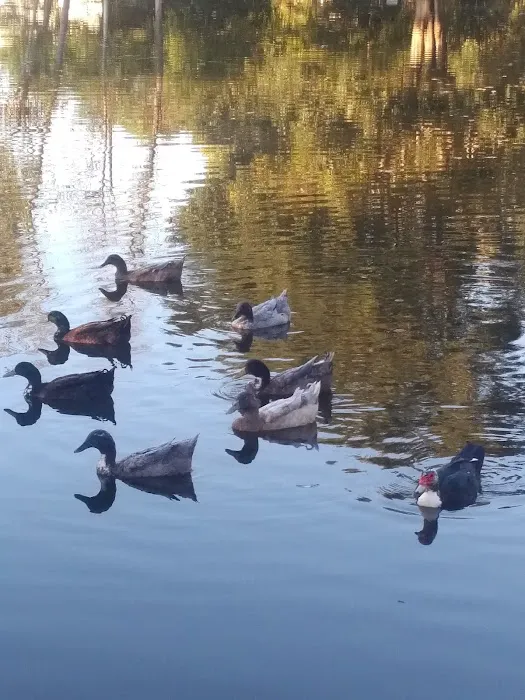 Little Lake Estates 9