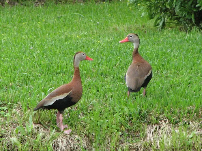 Bayou Marino RV Park 9