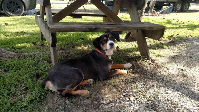 Cajun Country RV Park of Port Allen Louisiana 10