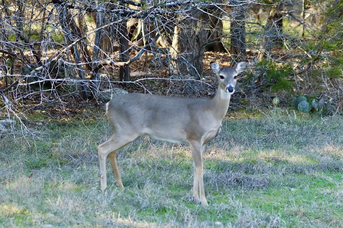 Cedar Ridge 8