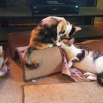 Central Mobile Village