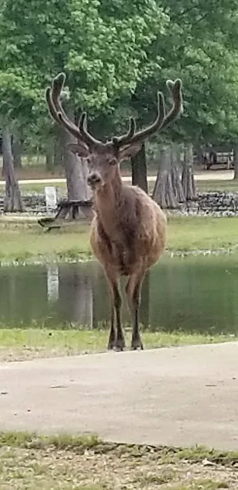 Magnolia RV Park and Family Campground 4