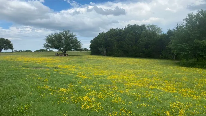 Picnic Area 2