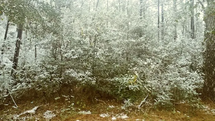 Bayou Forest Village 1
