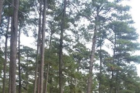 US Forestry Department