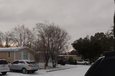 Western Pines