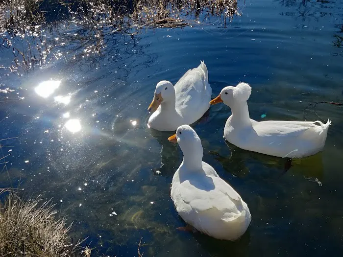 Cosmic Duck RV Park 2