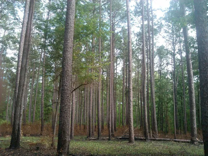 Marathon Campground 6