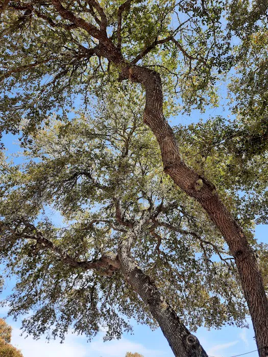 Whispering Oaks RV Park 8