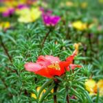 Black Loop, Anguilla, Ms