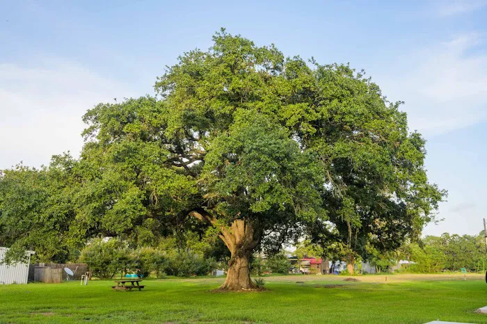 Riverside park camping grounds 16