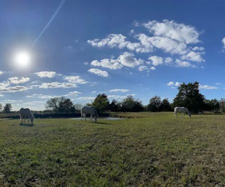 White Horse Ranch and Camping