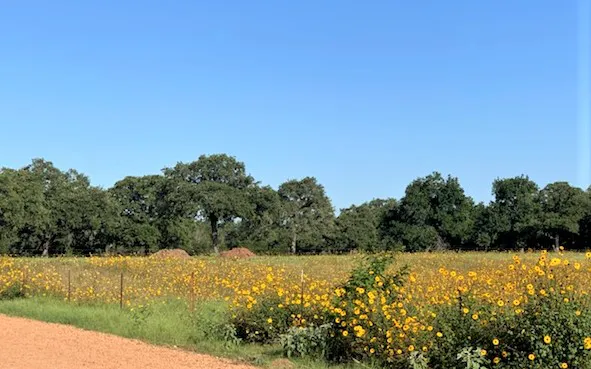Motor Ranch Resort 2