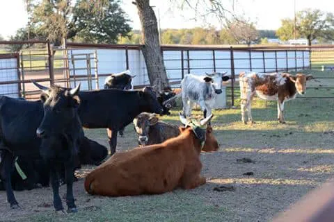 4C's Rodeo Ranch & RV Park 5