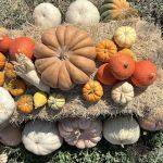 Stephenville / Dublin KOA Journey