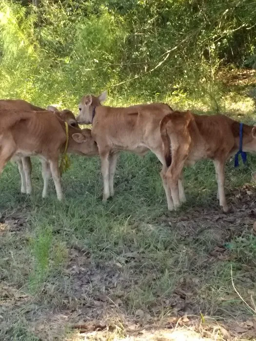 Legends of the Bayou RV Park 4