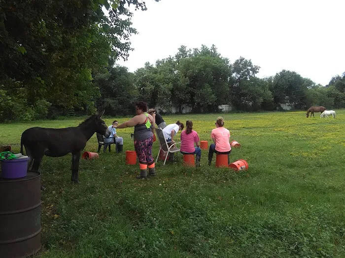 Meadows 4