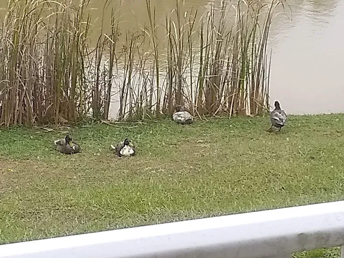 Plantation Oaks Resort 2