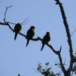 Tropical Gardens RV Park & Resort