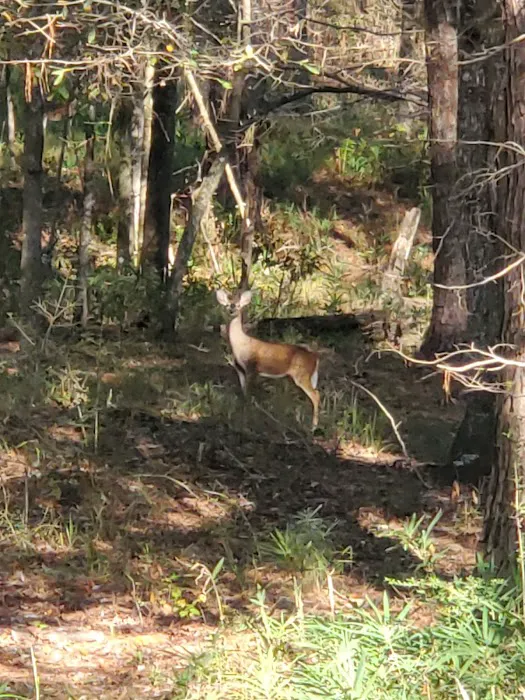 Turkey Fork Recreation Area 9