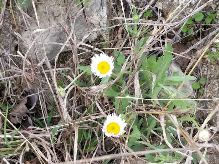 Tejas park 10