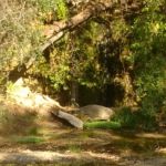 Lower pool (Camp El Tesoro)