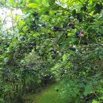 Dabbs Woodland Farm RV Park & Campground