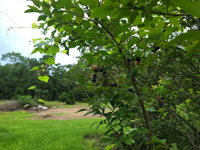 Dabbs Woodland Farm RV Park & Campground 7