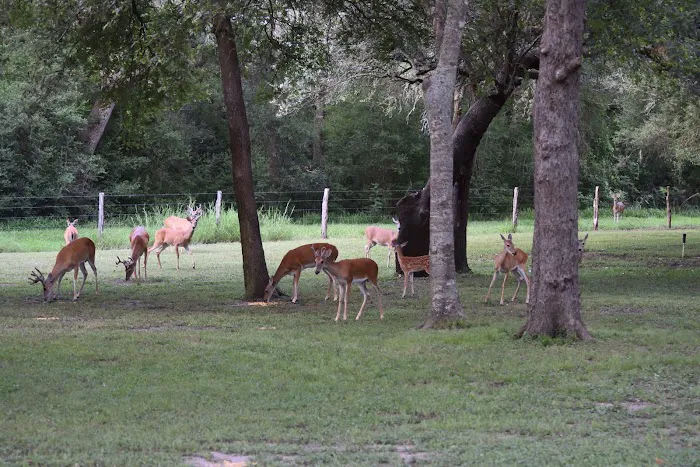 Shady Oaks RV Park & Campground 4