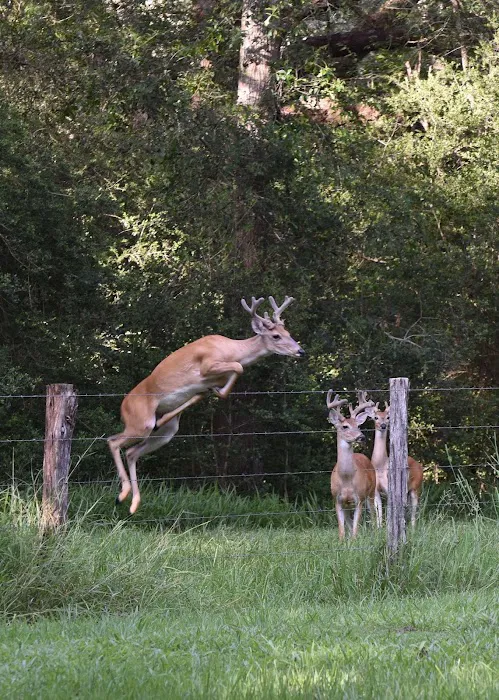 Shady Oaks RV Park & Campground 6