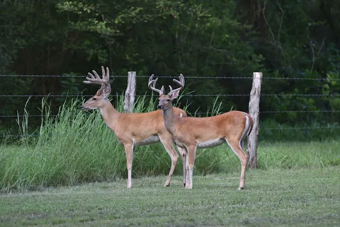 Shady Oaks RV Park & Campground 7