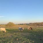 Taylor Blackland Farms RV Park