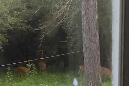 Pine Haven Mobile Home Park
