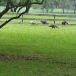 Country View RV Park