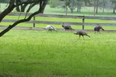 Country View RV Park