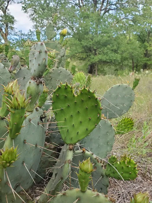 Berry Springs RV Park 20