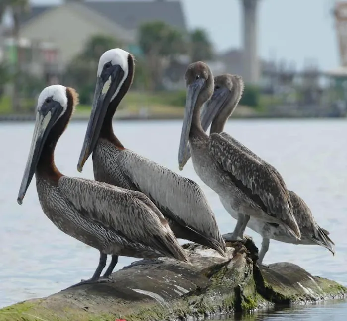 Sargent Beach RV Park 9