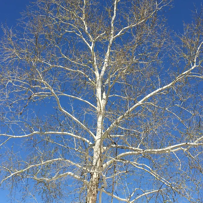 Sunny Acres Park 4