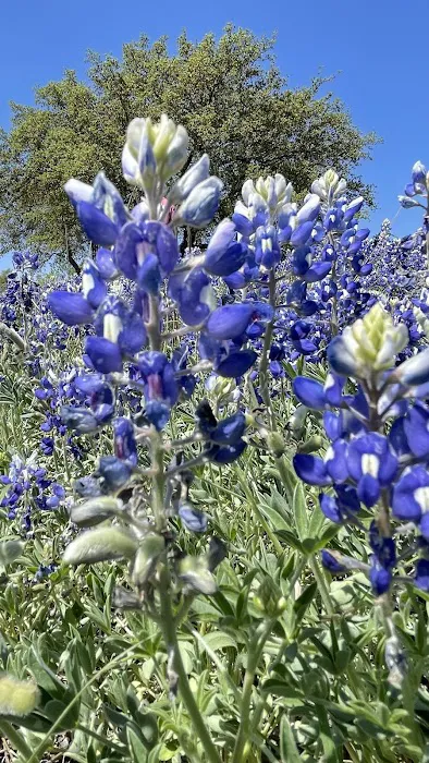 Marble Falls RV Park 3