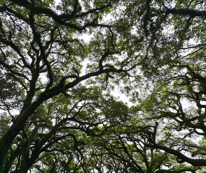 Shady Oaks 1