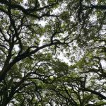 Shady Oaks