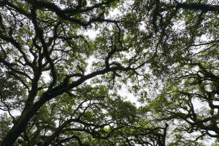 Shady Oaks