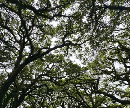 Shady Oaks