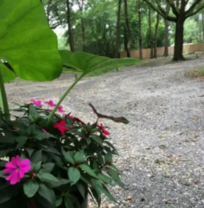 Whispering Oaks RV Park Mobile AL (Tillman's Corner/Theodore) 2