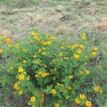 Jerico Ranch Rv Park
