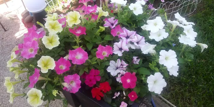 Shady Haven RV Sites 6
