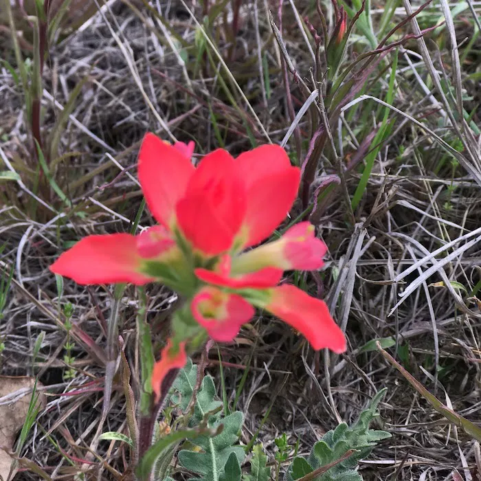 Cactus Rose RV Park 10
