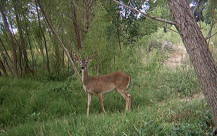 Hidden Valley RV Park 4